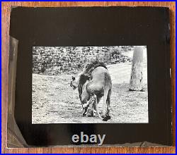 Garry Winogrand, The Animals SIGNED 1969 First Edition Paperback, Extremely Rare